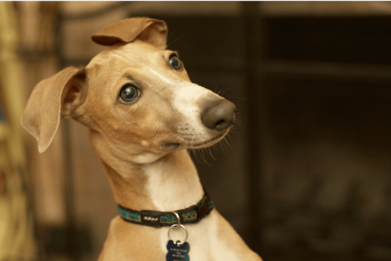 When do antibiotics work for dogs?