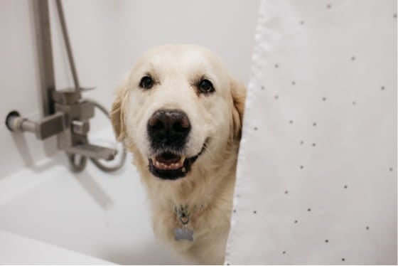 True or False: Bathing your pet once a week can dry out their skin and coat.