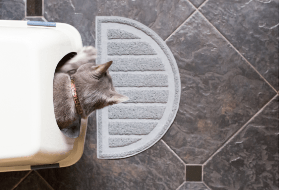 Understanding different types of cat litter