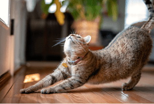 catio