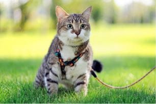 leash walking your cat