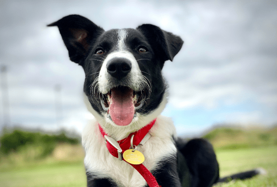 What are the top 10 smartest dog breeds