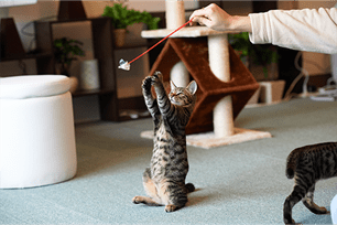 easy diy cat toys