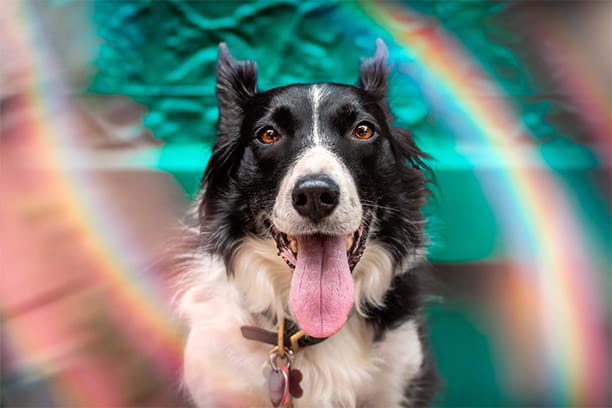 Get your dog Pride ready!