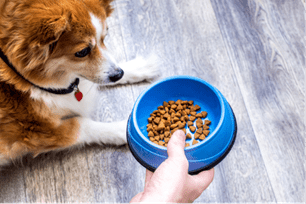 pet nutrition