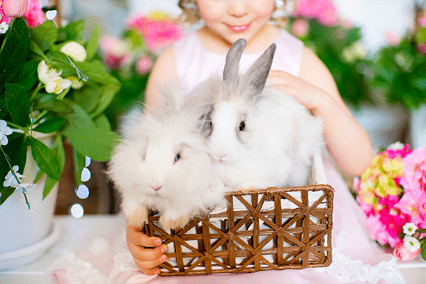 How to make a pet Easter basket!