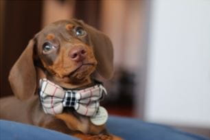best pet photo shoot tips for holiday