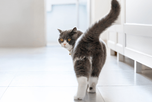 keyscreen fecal test