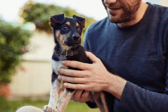 How to prepare your pet for Spring