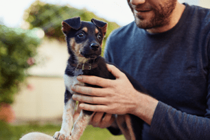 prepare your pet for spring