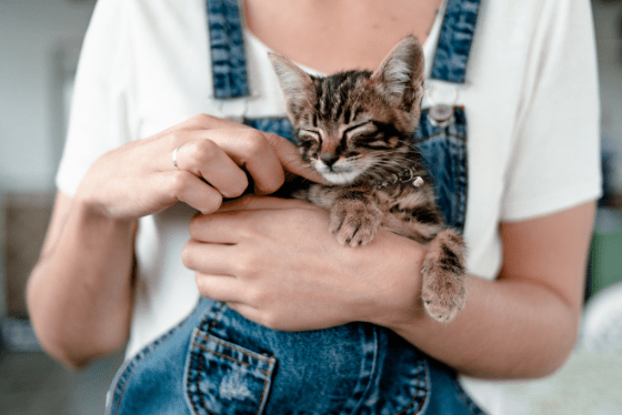 Why do cats nibble on plants?