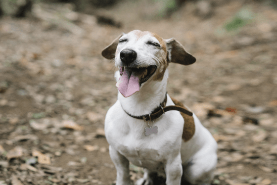 True or False: Dogs tend to gain weight in the winter