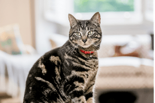 common digestive issues