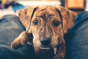 adopting a shelter pet