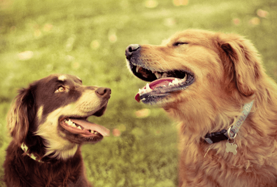 Why do dogs like some people more than others?