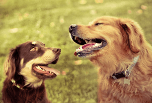 why dogs like some people more