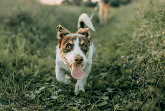 World Rabies Day: How to protect your dogs and cats