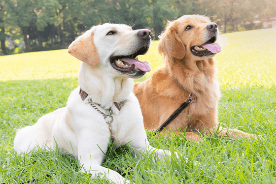 True or False? Fleas and ticks can be spread from one pet to another