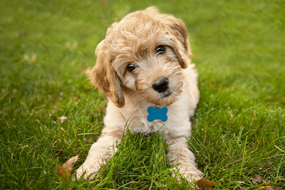 What to do if you spot worms in your pet’s poop