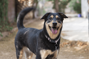 speed of tail wagging