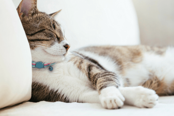 Cat sleeping positions decoded