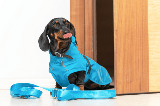 Paws…and prepare: 7 tips to help you prepare for natural disasters