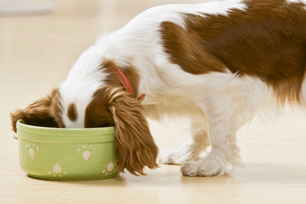 dog chow