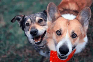 dogs can tell time