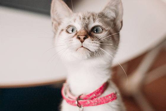 Did you know? 10 fun and cool facts you may not know about your cat or dog!