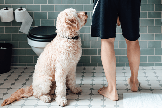 Toilet ‘tails’ unveiled: 7 reasons why your pet joins you in the bathroom