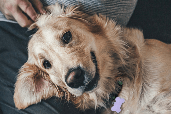 Decoding doggy dialogue: what the barks and howls really mean