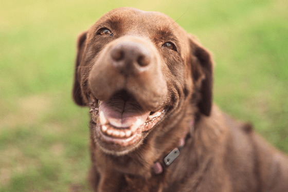 Why do dogs like to eat odd things?