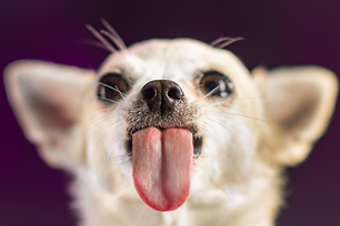 dogs tongues