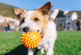 Fun Exercises for Dogs & Cats