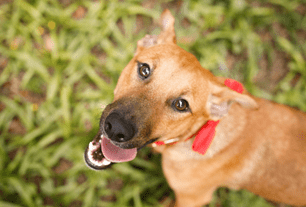 pet barks meows