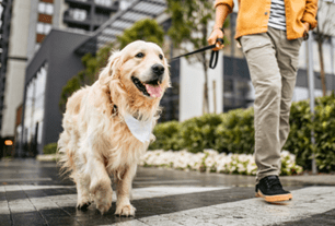 dog mental stimulation