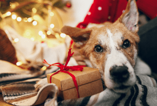 holiday gifts dogs