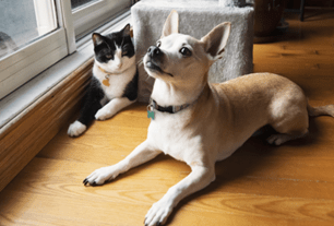 pets like singing
