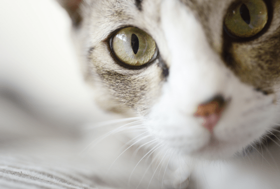 Can Dogs &amp; Cats Sense Human Emotions