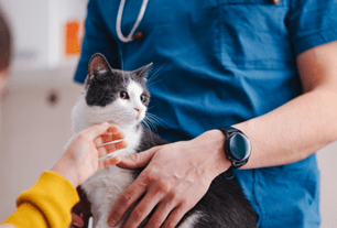 pet cardiology
