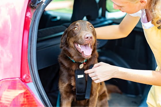 Road trip safety tips