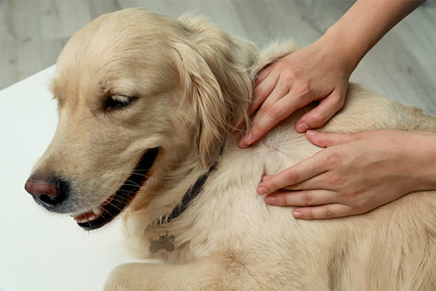 True or False: A good hack for getting a tick off your pet is to cover it with petroleum jelly or nail polish.