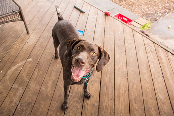 True or False: Shaving your pet can help prevent heatstroke.