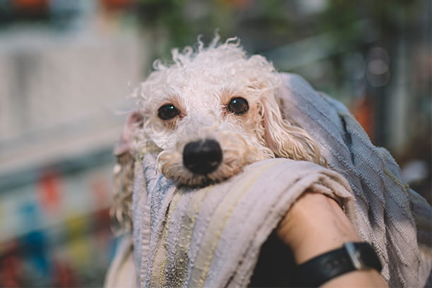 Summer grooming dos and don’ts