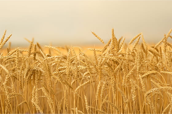 True or False? Grain is the most common food allergen in pets. Answer: False