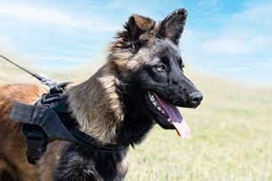 t-f military dogs