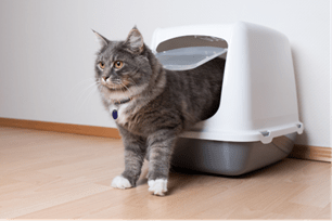 True or False One litter box is enough for two cats