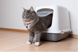 TF-one litter box for cats