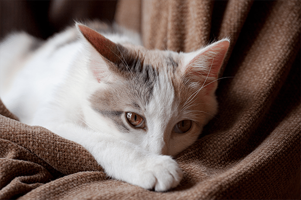 Top reasons pets vomit