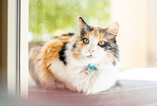 veterinary-neurology